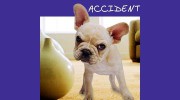 ABC Carpet Cleaning