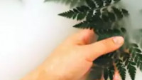 Green Eco Friendly Cleaning